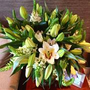 Star Lillies