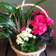 Seasonal Planted Arrangement
