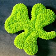 Shamrock tribute