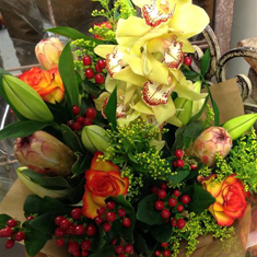 Orchid Surprises